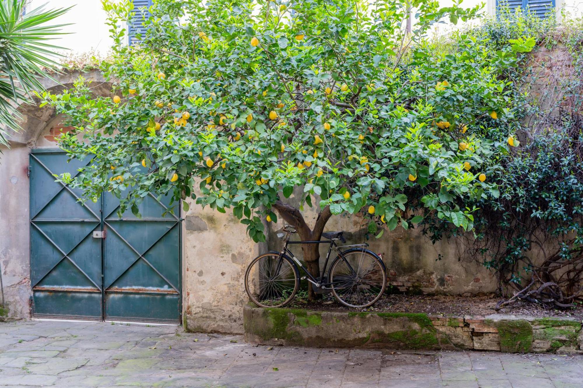 B&B Via Corsica 10 Pisa Bagian luar foto
